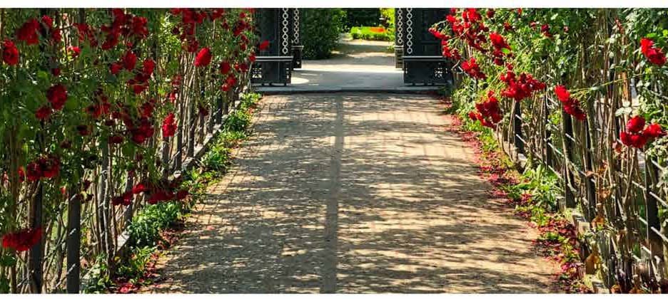 Rose-lined garden path with neatly kept borders
